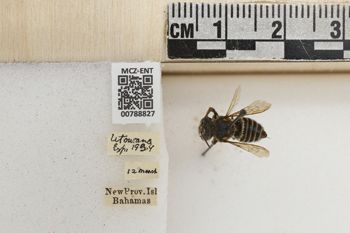 Media type: image;   Entomology 788827 Aspect: Labels